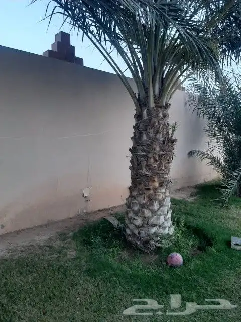 توريد جميع انواع النخل والمقاسات صقعي ورشودي برحي مجدول شيش 1