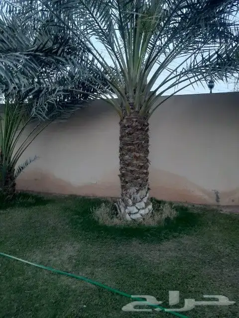 توريد جميع انواع النخل والمقاسات صقعي ورشودي برحي مجدول شيش 2