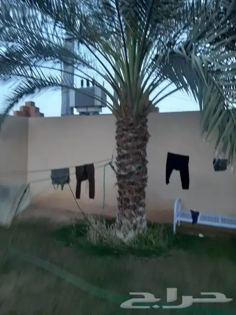 توريد جميع انواع النخل والمقاسات صقعي ورشودي برحي مجدول شيش 0