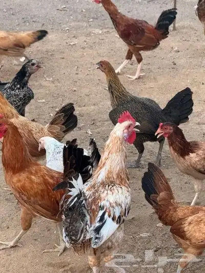 دجاج بلدي للبيع العمر 8 شهر 0