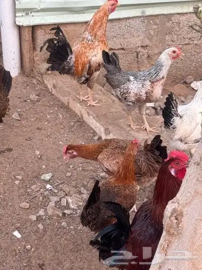 دجاج بلدي للبيع العمر 8 شهر 2