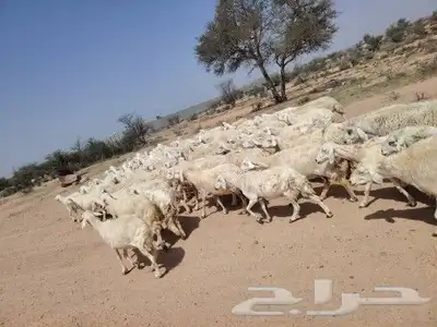غنم طيبه لتفوت القناي دفيع كلها مشروطه شرط مالطيه وصحه 2