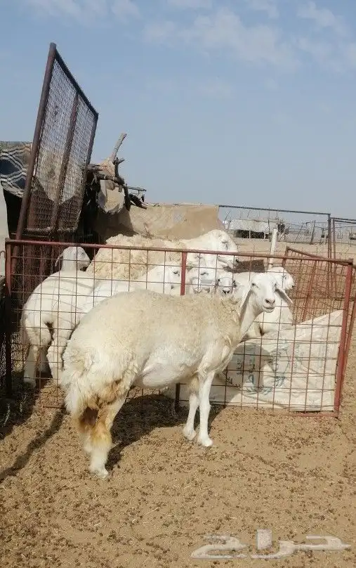 تم البيع 2