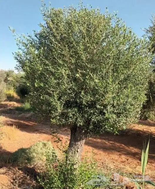 زيتون معمر 2