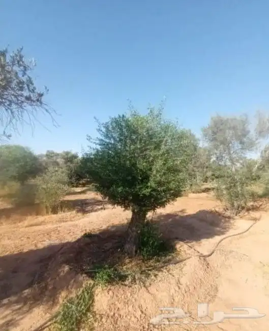 زيتون معمر 1