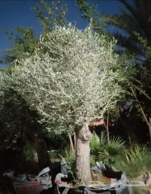 زيتون معمر 4