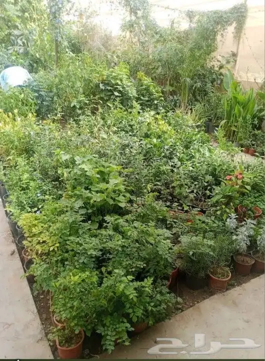 مشتل تنسيق حدائق 9