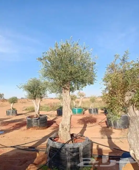 زيتون معمر 6