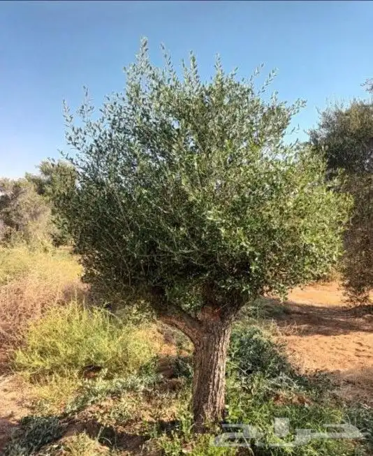 زيتون معمر 0