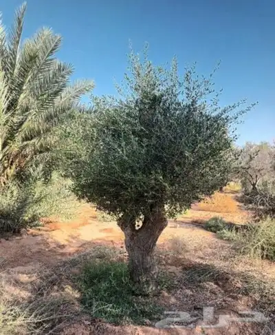 زيتون معمر 3