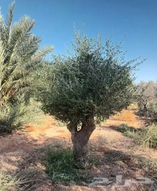 زيتون معمر 3