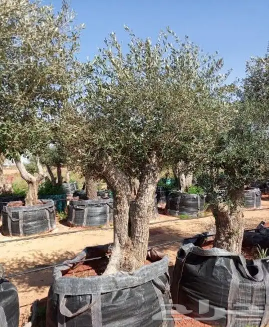 زيتون معمر 5