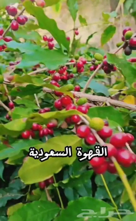 بن قهوة عربية 4
