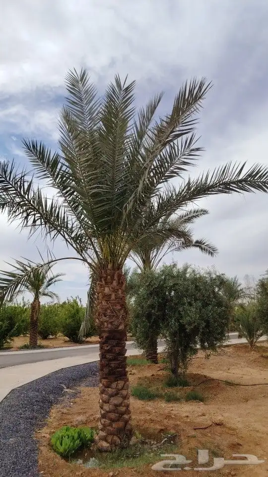 يوجد لدينا نخل عربي واشنطني خلاص ملوكي روثانا برحي سكري نبوت 5