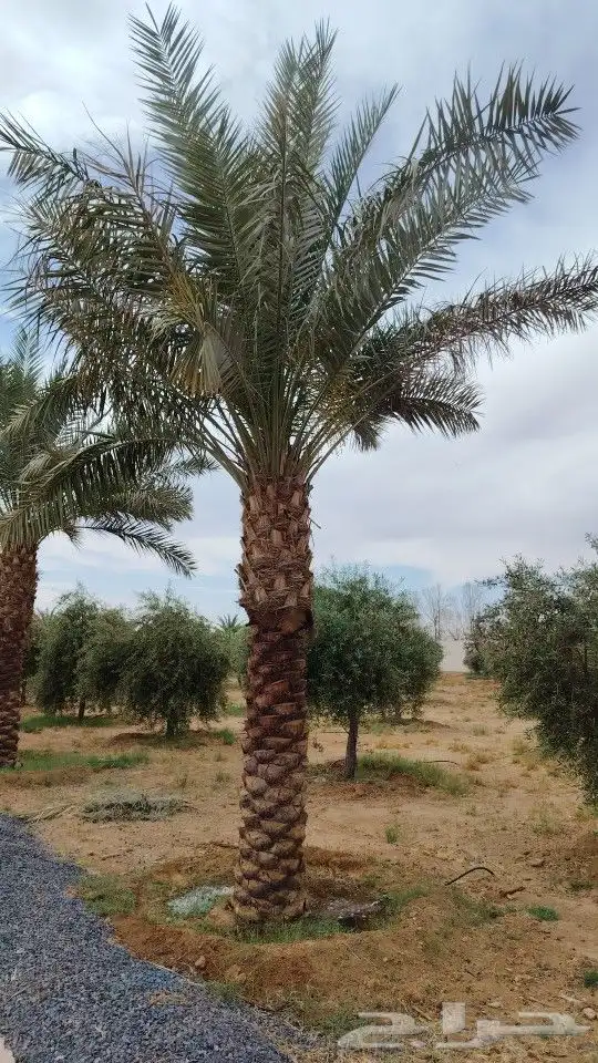 يوجد لدينا نخل عربي واشنطني خلاص ملوكي روثانا برحي سكري نبوت 6