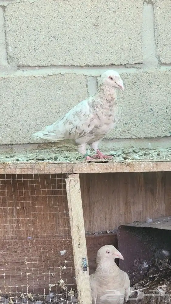حمام زاجل المند 2