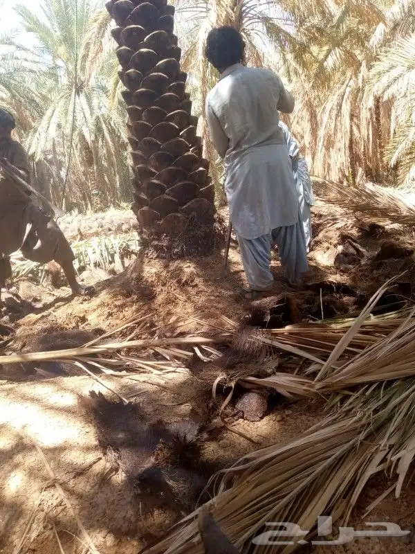 نخل مثمر 2