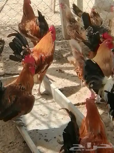 دجاج بلدي للبيع العمر 8 شهر 4