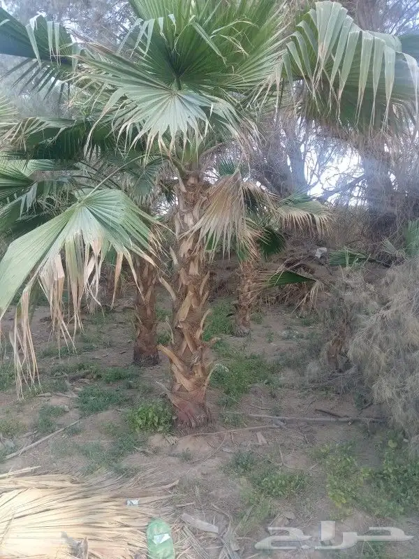 نخل مثمر 6