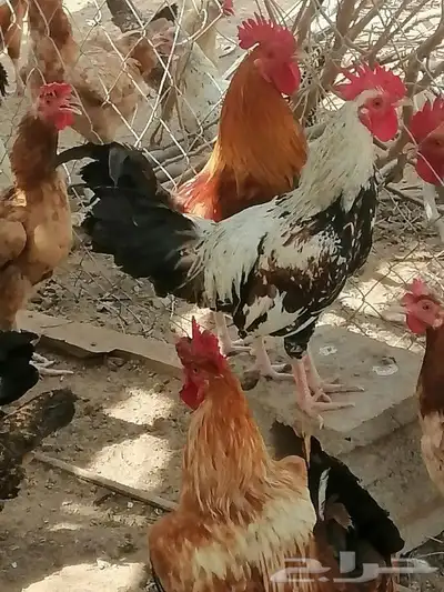 دجاج بلدي للبيع العمر 8 شهر 3
