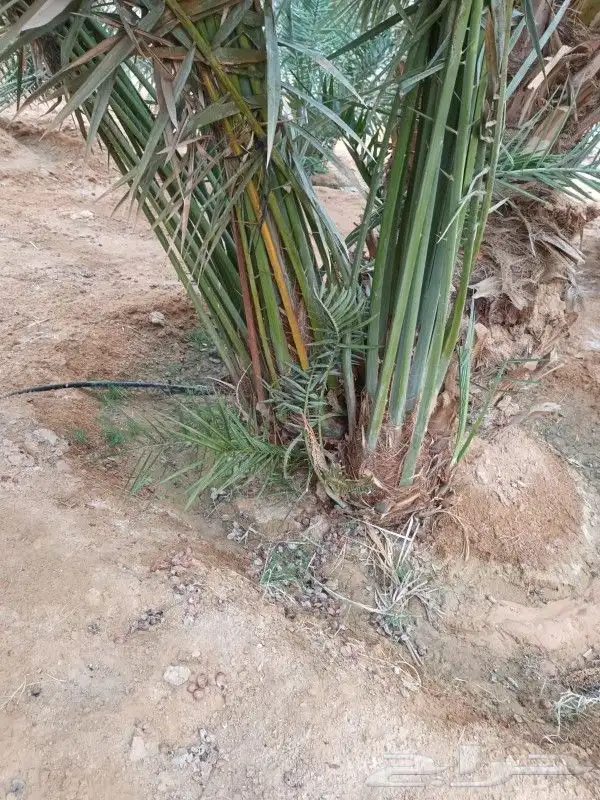 توريد جميع انواع النخل والمقاسات صقعي ورشودي برحي مجدول شيش 5