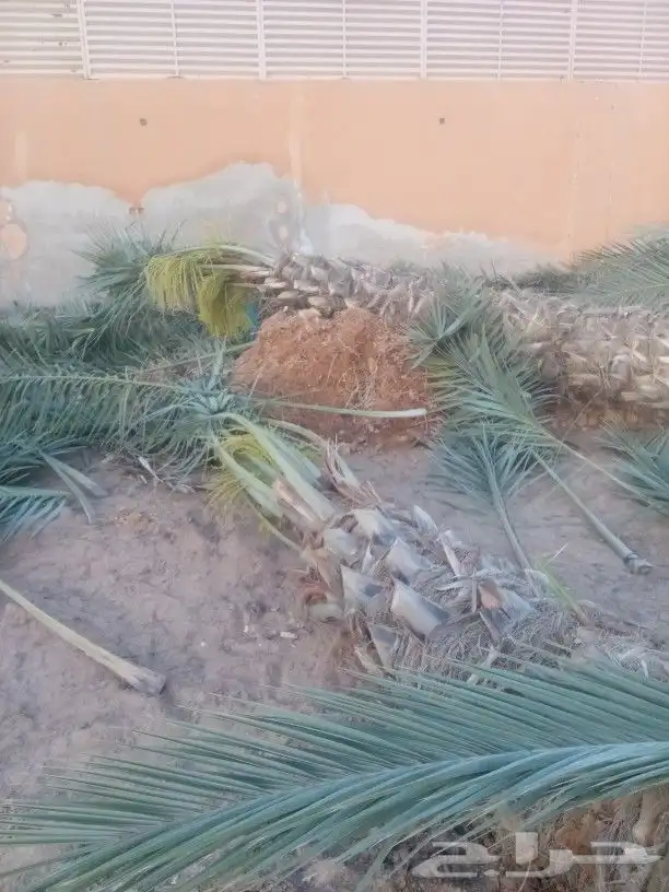 نخل مثمر 0