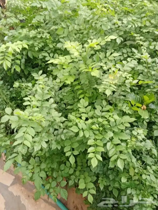 تنسيق حدائق 5