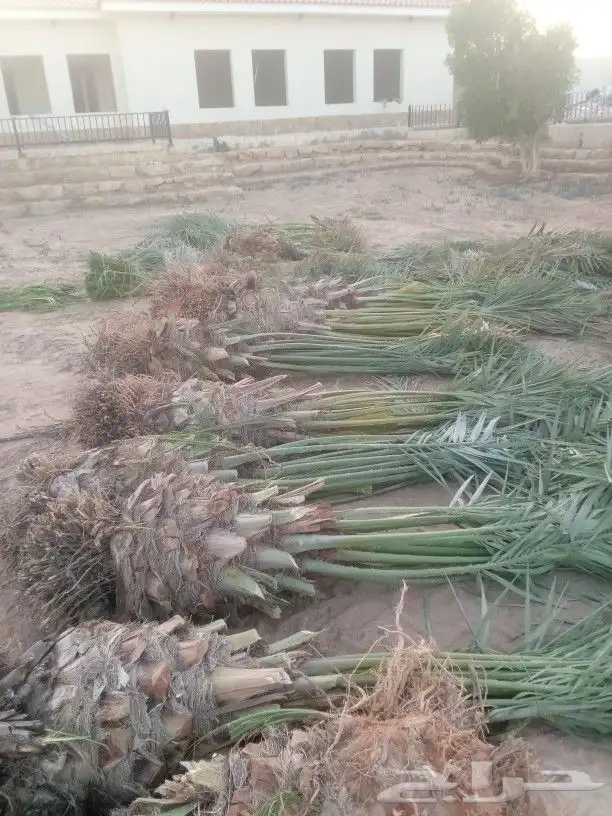 نخل مثمر 1