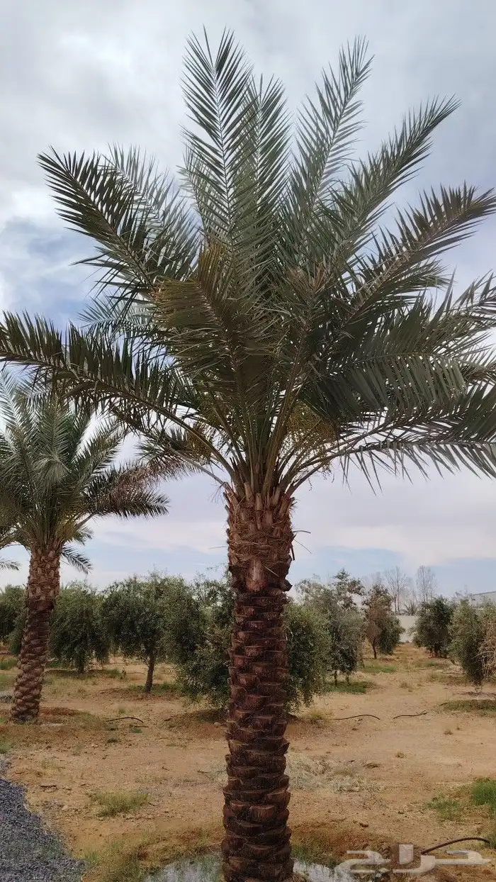 يوجد لدينا نخل عربي واشنطني خلاص ملوكي روثانا برحي سكري نبوت 7