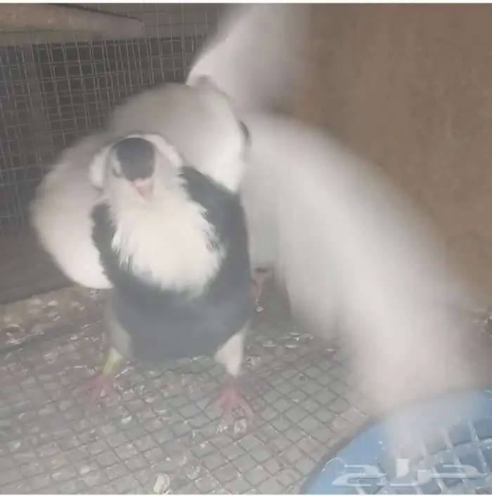 ذكر بلغاري عبسي 6
