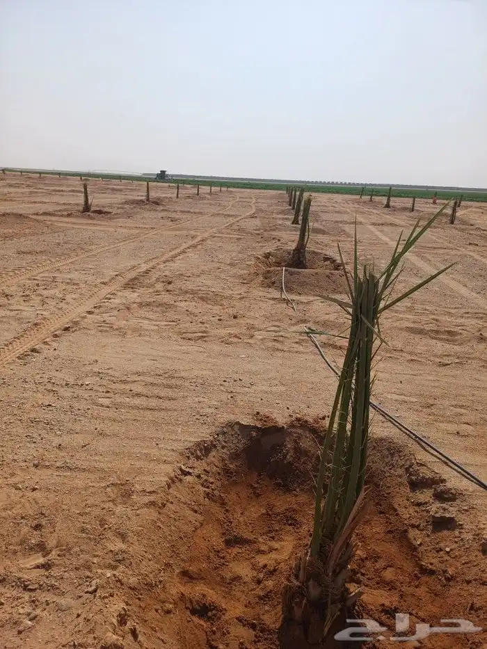 يوجد لدينا فسايل نخيل خلاص حساء ونقوم بقشع وغرس الفسايل 8