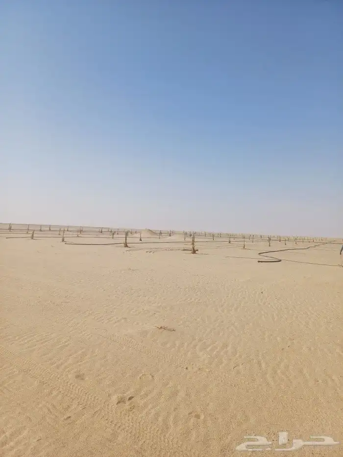 يوجد لدينا فسايل نخيل خلاص حساء ونقوم بقشع وغرس الفسايل 12