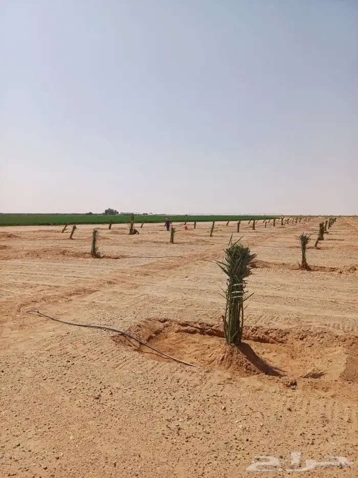 يوجد لدينا فسايل نخيل خلاص حساء ونقوم بقشع وغرس الفسايل 9