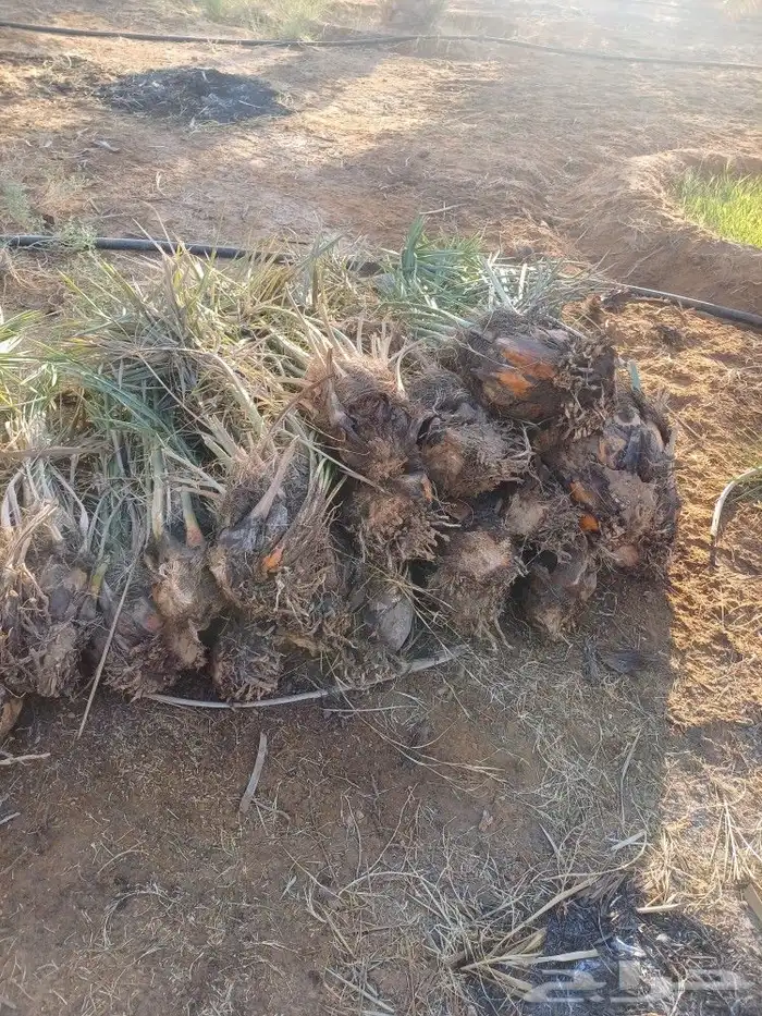 يوجد لدينا فسايل نخيل خلاص حساء ونقوم بقشع وغرس الفسايل 16