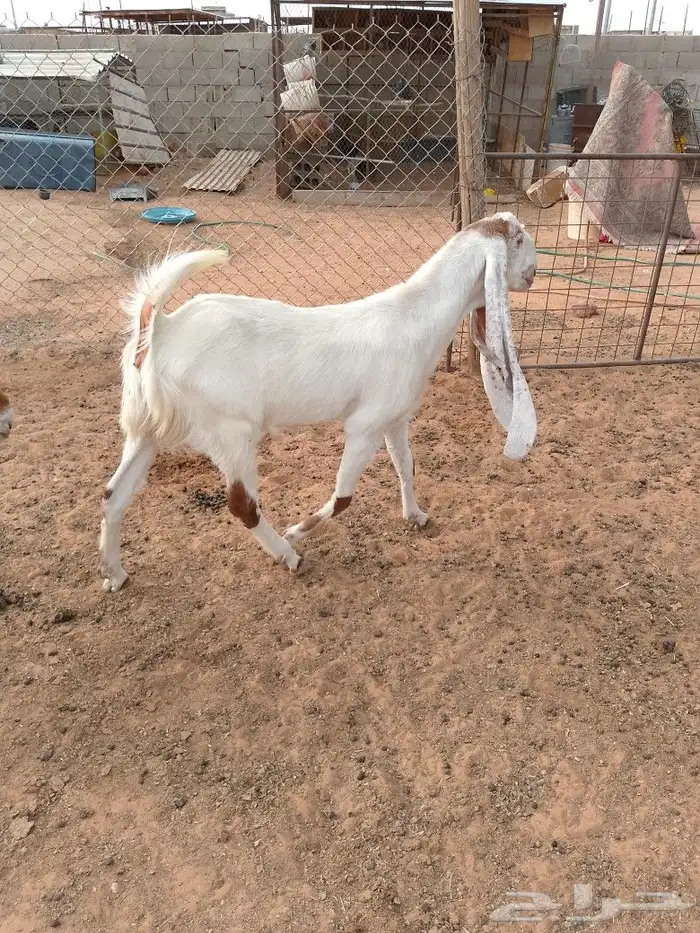 هولنديه ثنيه 0