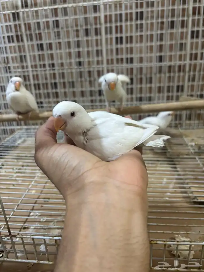 فرخ روز البينو 4