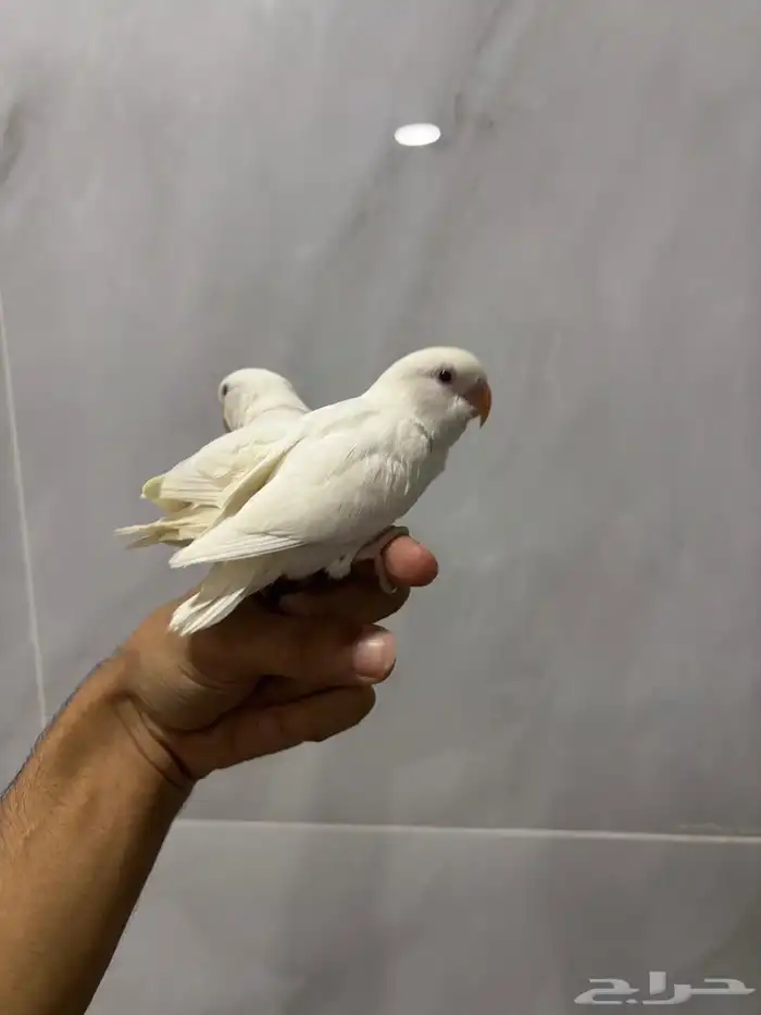 فرخ روز البينو 3