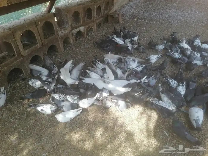 السلام عليكم عندنا عرض لكم اليوم ما شاء الله حمام طيب نظيف 1