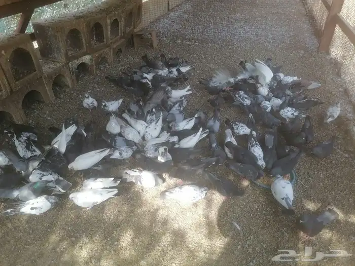 السلام عليكم عندنا عرض لكم اليوم ما شاء الله حمام طيب نظيف 2