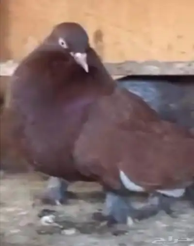 جوز رقاص هولندي احمر معه فرخين 3
