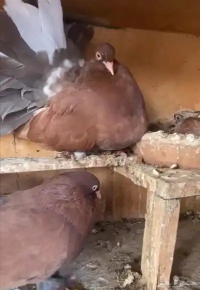 جوز رقاص هولندي احمر معه فرخين 4
