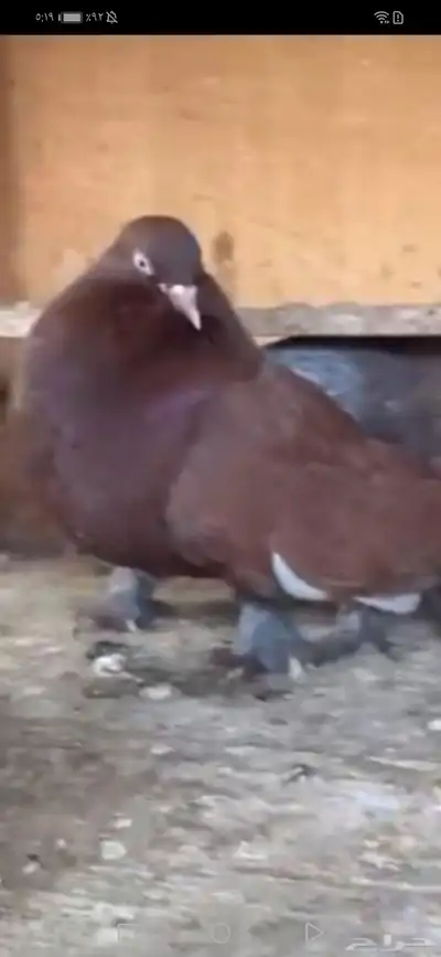 جوز رقاص هولندي احمر معه فرخين 5
