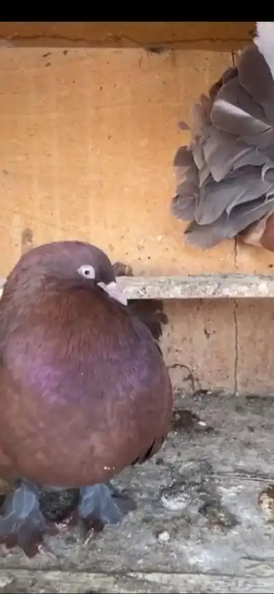 جوز رقاص هولندي احمر معه فرخين 6