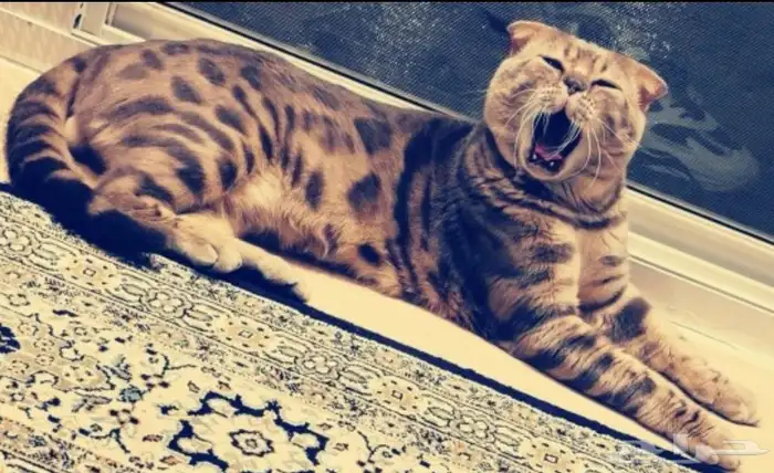 كيتن للبيع مستوا فاخر للحجز 3