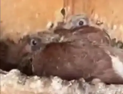 جوز رقاص هولندي احمر معه فرخين 0