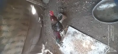 ديك باكستاني 2