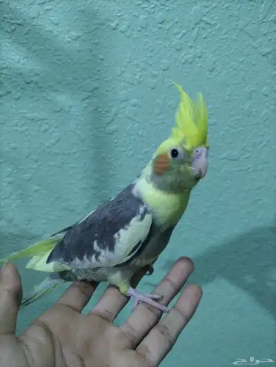 كروان اليف 1