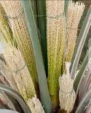 زراعة النخيل وشبوك المزارع 9