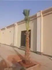 زراعة النخيل وشبوك المزارع 8