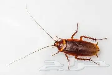 شركة مكافحة حشرات بالطائف صراصير بق ثعابين عقارب نامس وزغ 4